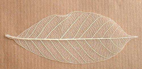 MASSIVE SALE - Skeleton Leaves, Natural, 70x45mm (10 Pieces) - NOW SELLING AT COST