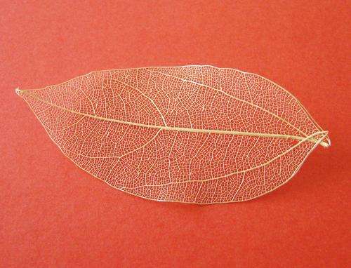 Skeleton Leaves, Light Brown, 70x45mm (10 Leaves per Pack)