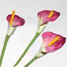 13mm x 100mm Burgundy Calla Lily Paper Flower (Sold in Pack of 5 Flowers)