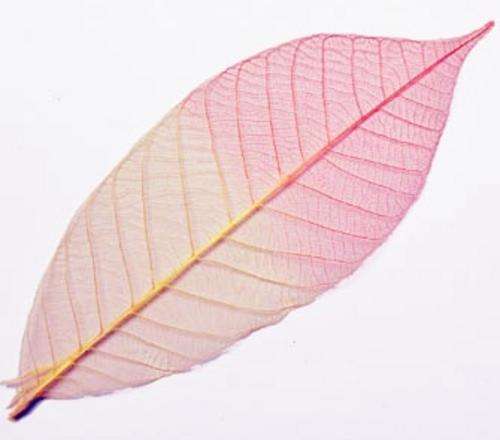 Large (100mm - 120mm) 2-Tone Pink Skeleton Leaves (Sold in Pack of 6 Leaves)