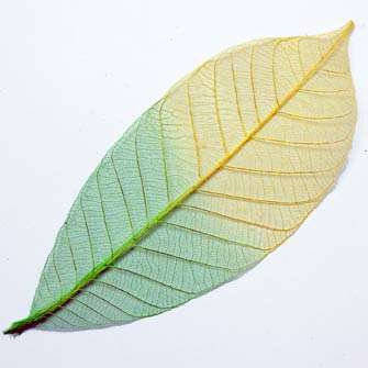Large (100mm - 120mm) Green & Yellow Skeleton Leaves (Sold in Pack of 3 Leaves)