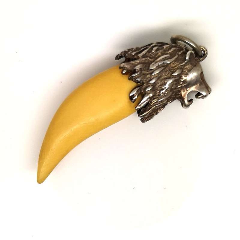 Massive Lion Tooth 35mm | Set in Sterling Silver (.925) Lion Head Pendant | Great Find | 45mm Long