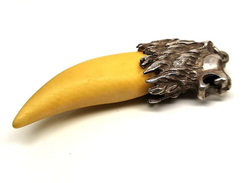 Massive Lion Tooth 35mm | Set in Sterling Silver (.925) Lion Head Pendant | Great Find | 45mm Long