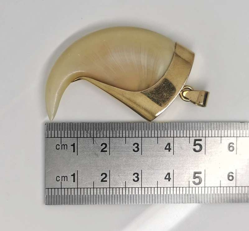 Massive | One Of A Kind | Lion Claw Pendant | 14 ct Gold Setting | 4.7cm In Length 4cm Width