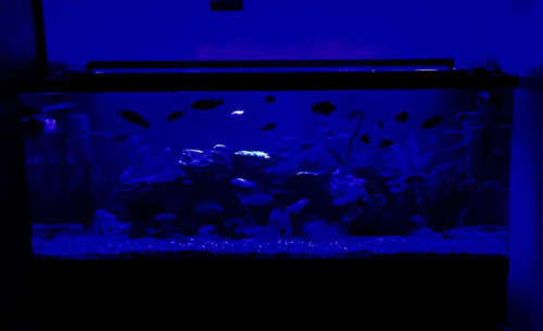 Aquashine LED aquarium lighting