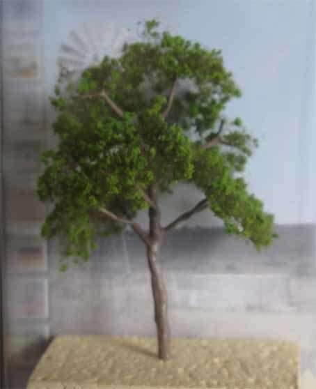 MSP - BLUE GUM TREE (MADE IN RSA)