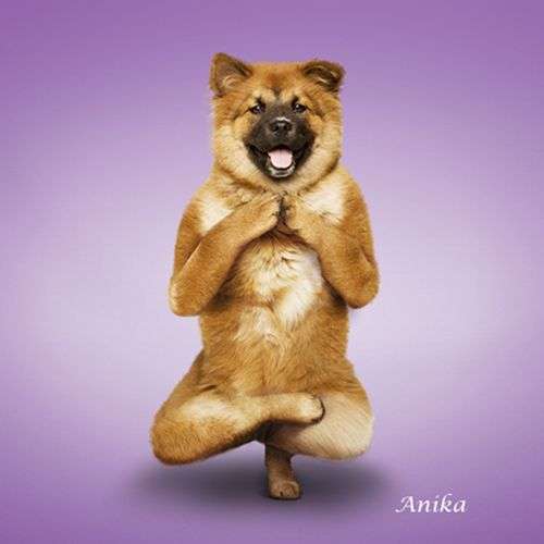 The Ultimate YOGA Collection eBook (INCL 6 X eBooks)