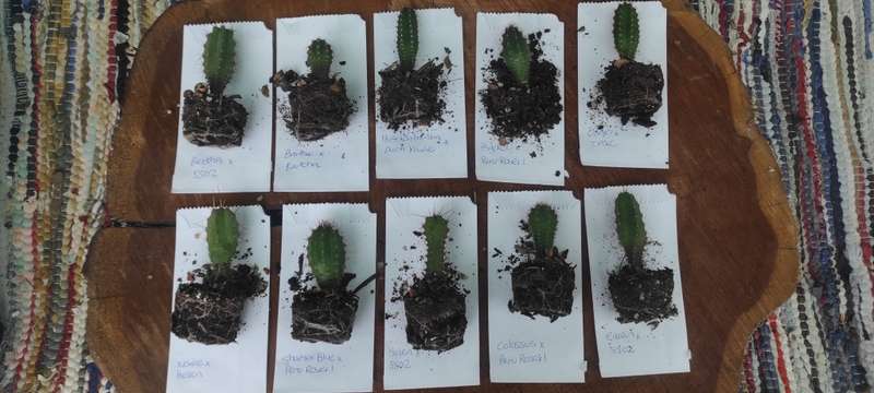 Trichocereus seedling bundle