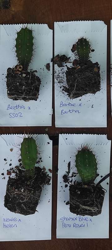 Trichocereus seedling bundle