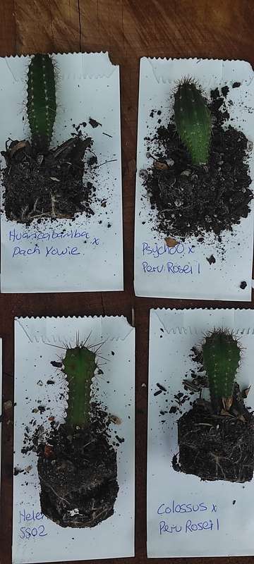 Trichocereus seedling bundle