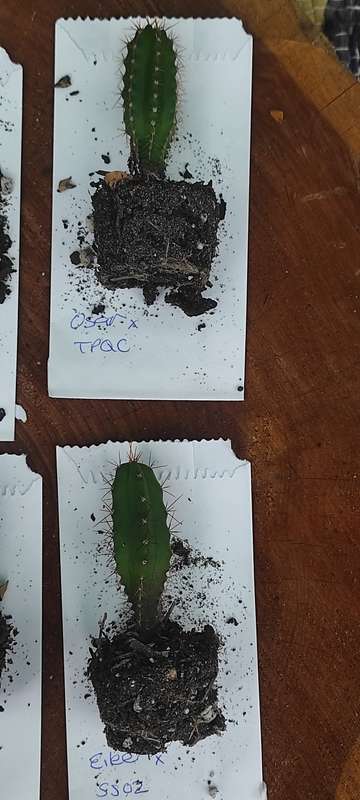 Trichocereus seedling bundle