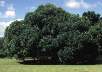 Wild Olive (Olienhout) Tree Seeds FREE SHIPPING