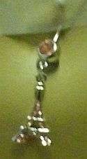 PRETTY  BELLYRING