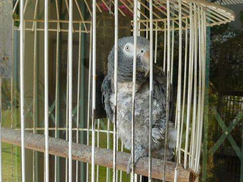 African Grey Parrot