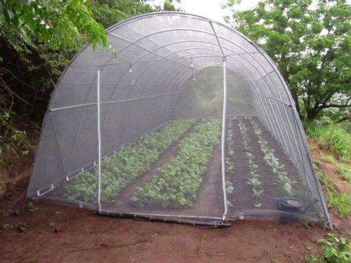 3mx4mx2m Galvanized vegetable tunnel