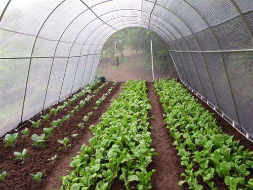 Affordable galvanized vegetable tunnels
