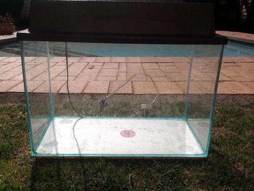 Fish  for sale