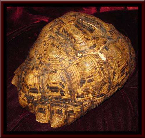 EXQUISITE!!! BEAUTIFUL LARGE HIGHLY DETAILED GENUINE TORTOISE SHELL