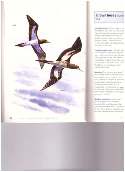 A GUIDE TO THE BIRDS OF ST HELENA AND THE ASCENTION ISLAND
