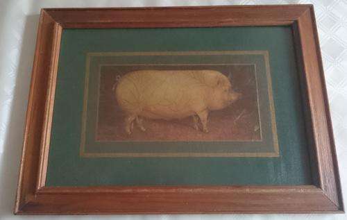 Delightful Famed Picture of Pig (Crackle Effect)