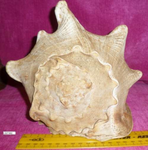 extra Large Sea shell  Weight 1kg Length 225 cm Condition as per photos