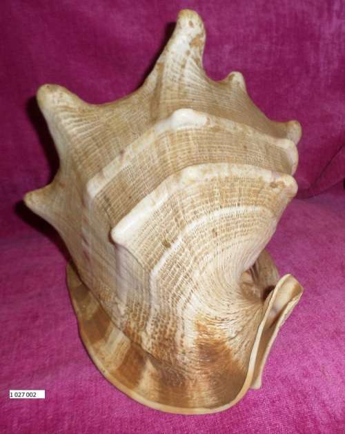extra Large Sea shell  Weight 1kg Length 225 cm Condition as per photos