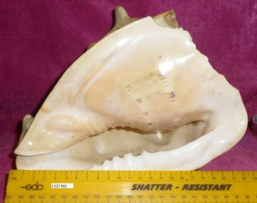 extra Large Sea shell  Weight 1kg Length 225 cm Condition as per photos