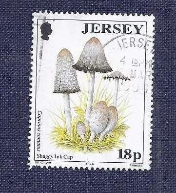 Jersey.1994.Shaggy Ink Cap Mushrooms