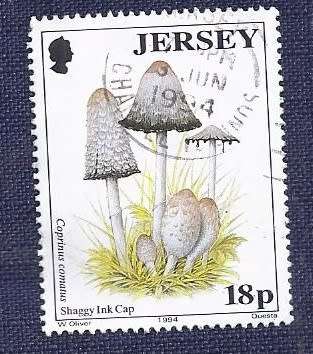 Jersey.1994.Shaggy Ink Cap Mushrooms
