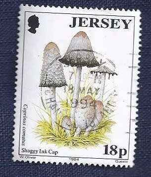 Jersey.1994.Shaggy Ink Cap Mushrooms