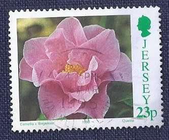 Jersey.1995. Flowers  - Camellia Breeds  23p   `Brigadoon`