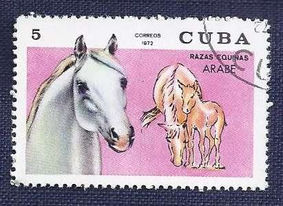 Cuba .1972 .Thoroughbred Horses    full set of 7