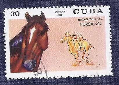 Cuba .1972 .Thoroughbred Horses    full set of 7