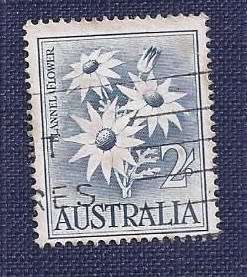 Australia.1959 . Flowers  2`-    Flannel Flower