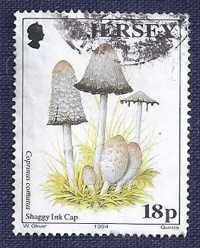 Jersey.1994.Shaggy Ink Cap Mushrooms