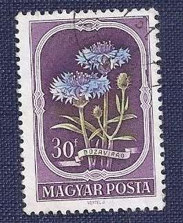 Hungary.1951 .Flowers  30f    Cornflower