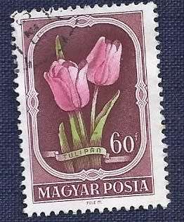 Hungary.1951 .Flowers  60f     Tulips