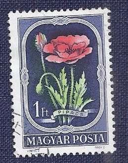 Hungary.1951 .Flowers  1Ft    Poppy