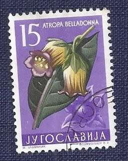 Yugoslavia.1957 . Local Flora  15    Deadly Nightshade
