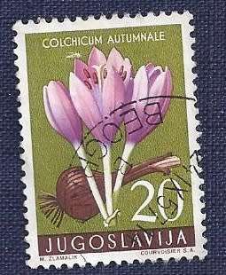 Yugoslavia.1957 . Local Flora  20    Autumn Crocus