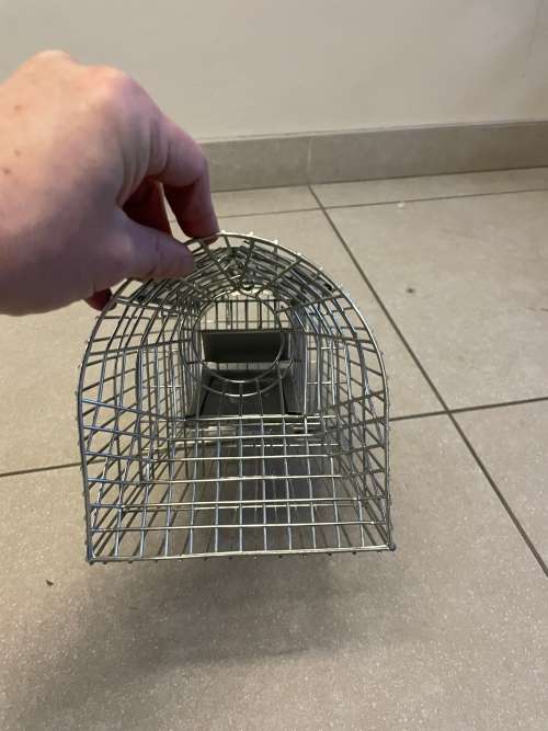 Mouse Trap