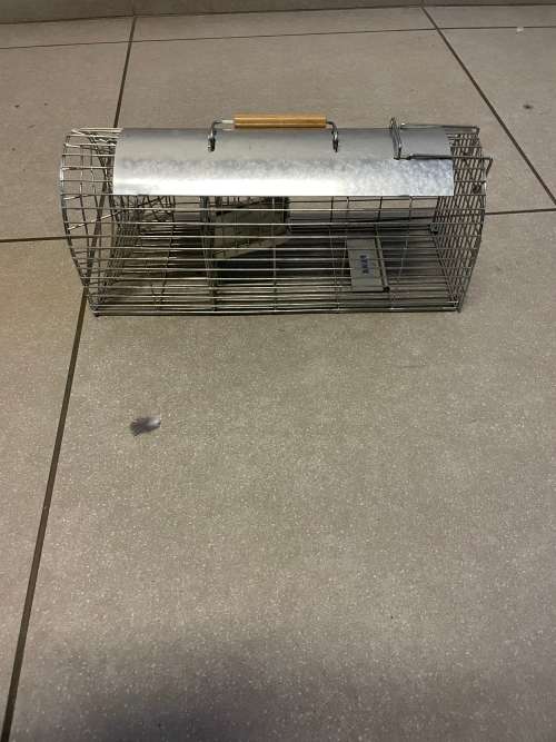 Mouse Trap