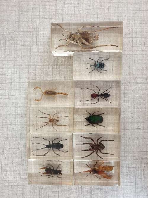 INSECTS IN PERSPEX