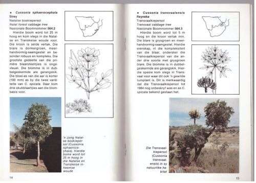 Cussonia-spesies: boom van die jaar 1987 -- C. J. Esterhuyse