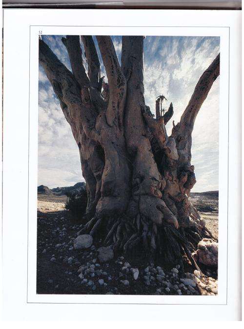 Namaqualand, Thirstland in Bloom -- A. A. J. van Niekerk, Photographer: Chris Jansen