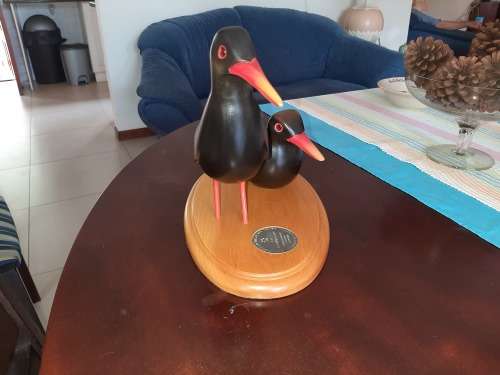 BIRDS OF KNYSNA AFRICAN BLACK OYSTER CATCHER