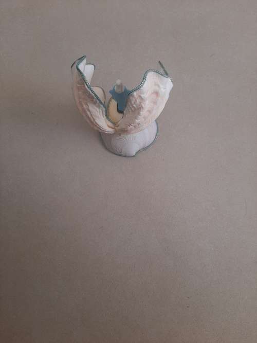 MADONNA (MOTHER MARY) IN SHELL