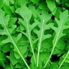 Sweet Rocket | Arugula Seeds