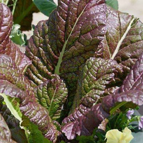Osaka Mustard Greens Seeds