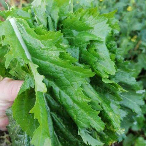 Mutshaina Venda Mustard Greens Seeds
